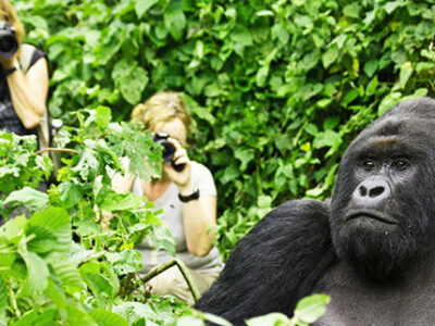 Gorilla tracking in bwindi