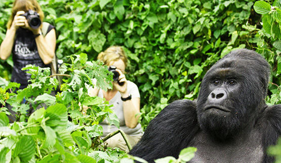 Gorilla tracking in bwindi