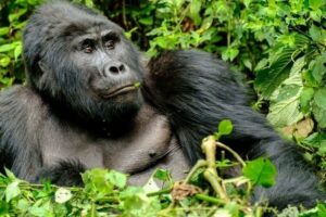 A silverback in Bwindi forest