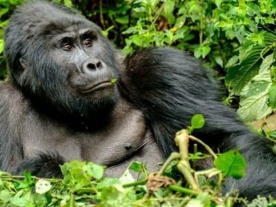 A silverback in Bwindi forest