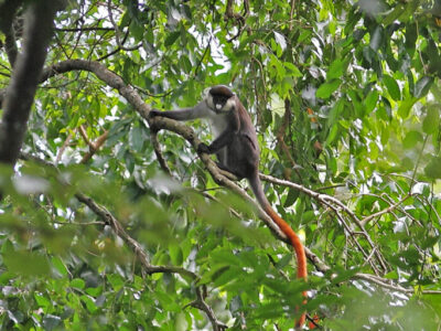 Red-tailed-monkey in forest
