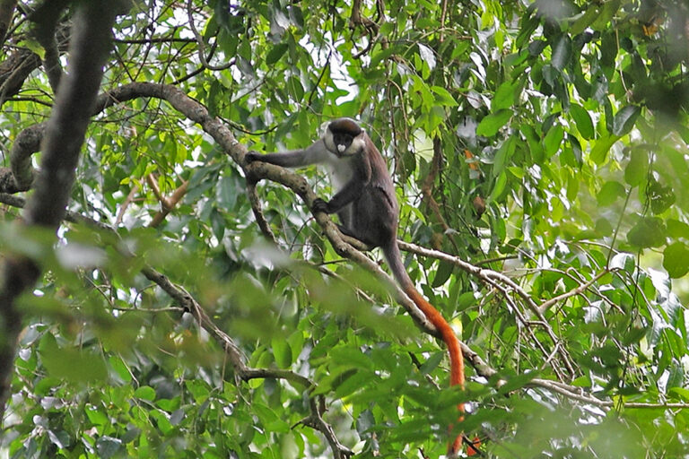 Red-tailed-monkey in forest
