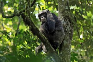 Chimpanzee tracking