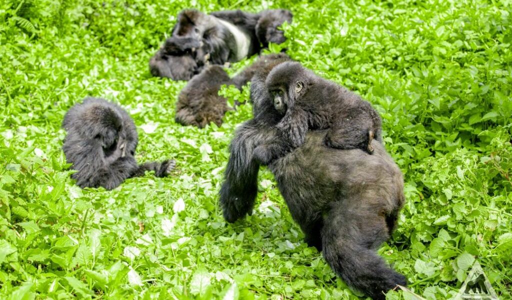 Mountain gorilla family in Bwindi