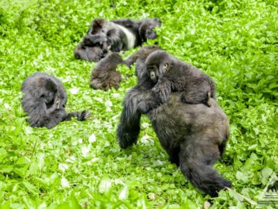 Mountain gorilla family in Bwindi