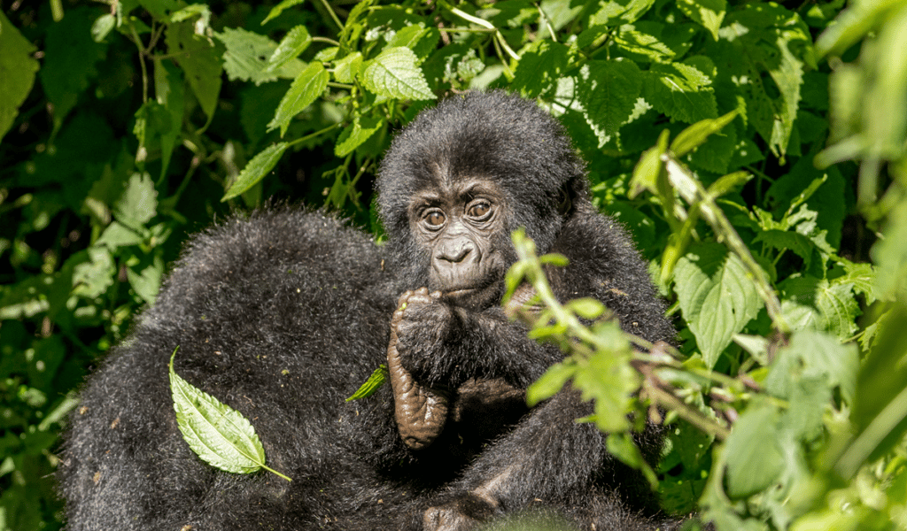 Gorilla-trekking-safari