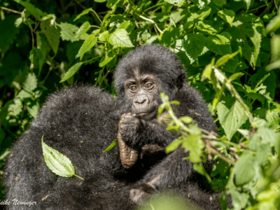 gorilla trek Gorilla-trekking-safari