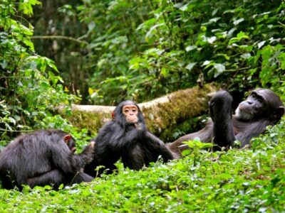 Chimpanzee-Tracking-in-Kibale-National-Park Chimpanzee tracking in kibale national park