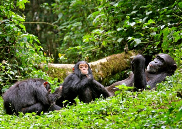 Chimpanzee tracking in kibale national park