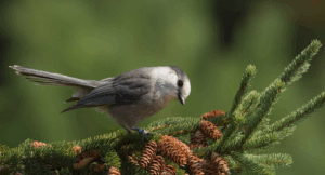 Bird specie