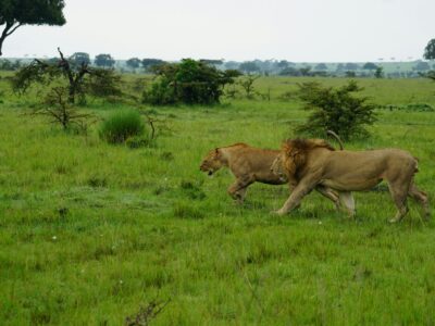 lion-tracking-in-Queen-Elizabeth-National-park